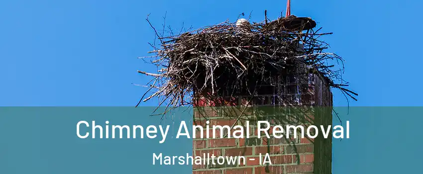  Chimney Animal Removal Marshalltown - IA