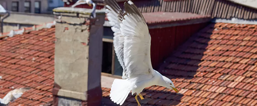 Residential Chimney Animal Removal Solution in Marshalltown, IA